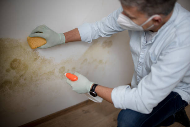 Home Mold Removal